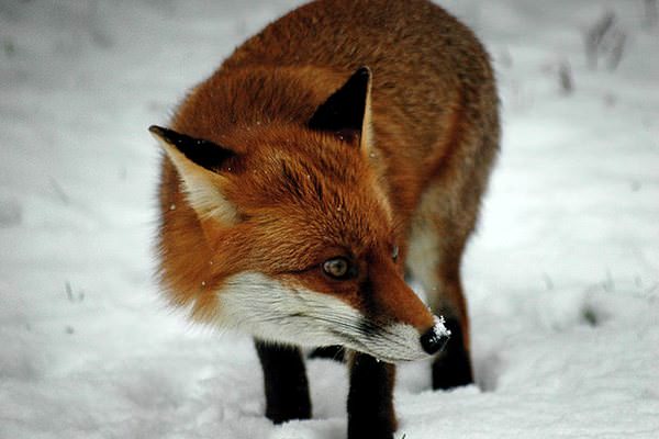 Don't sneeze, little fox!